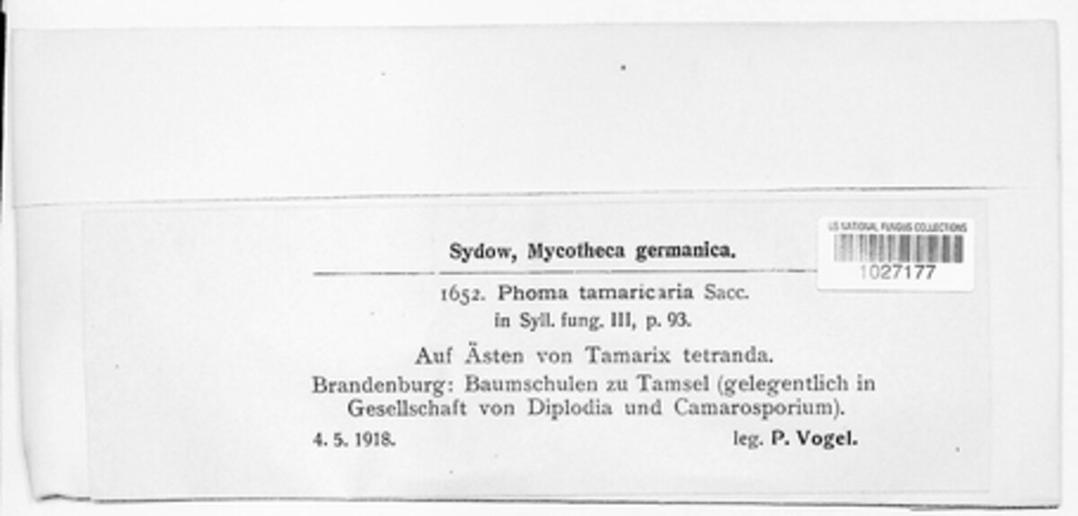 Phomopsis tamaricaria image